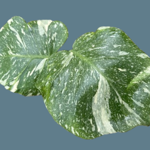 Monstera deliciosa Thai constellation small