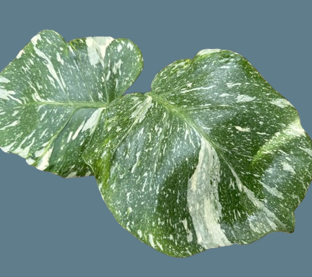 Monstera deliciosa Thai constellation small