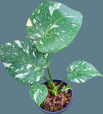 Monstera deliciosa Thai constellation small - Image 3