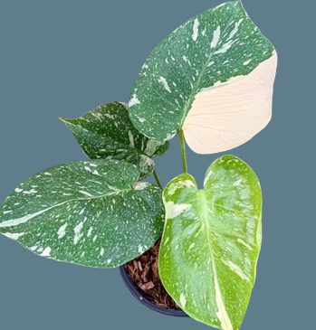 Monstera deliciosa Thai constellation small - Image 2