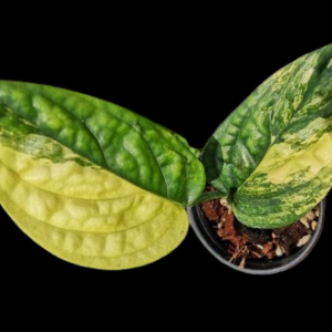 Monstera karstenianum Variegata !!!!!!!!!!!!!