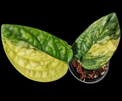 Monstera karstenianum Variegata !!!!!!!!!!!!!