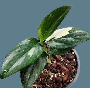 Monstera standleyana white variegated - Image 2