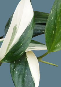 Monstera standleyana white variegated