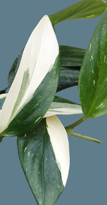 Monstera standleyana white variegated