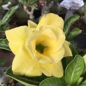 Adenium moonlight