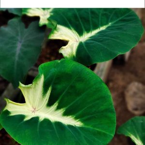 Colocasia morning moonlight