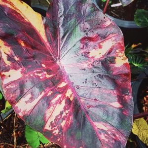 Colocasia morning star