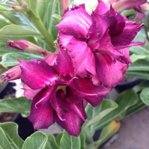 Adenium muang monkon