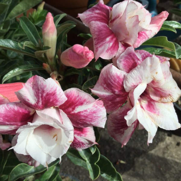 Adenium muang pratsertsri