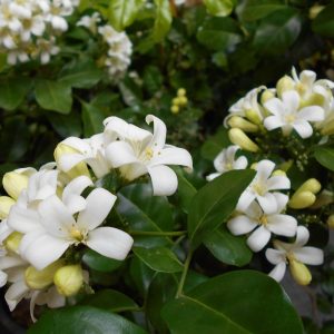 Muraya paniculata