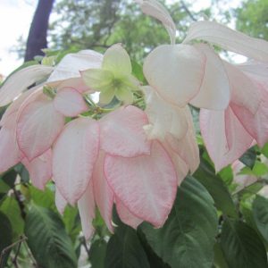 Mussaendra erythrophylla pink