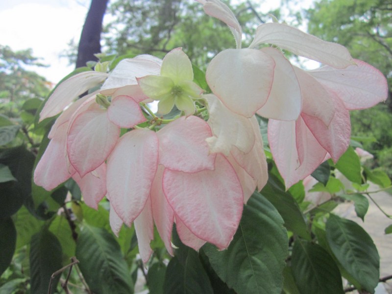 Mussaendra erythrophylla pink