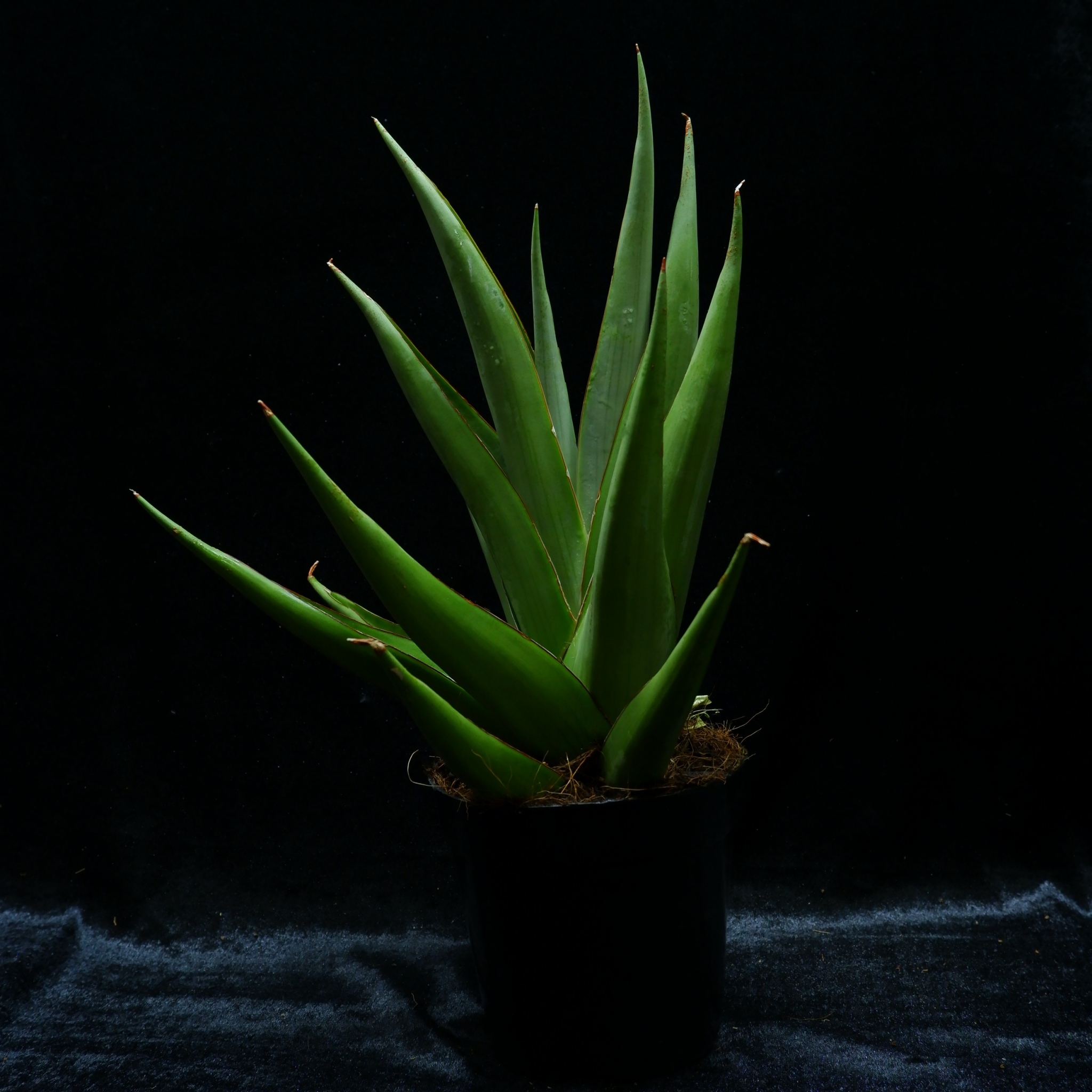 Sansevieria New Hybrid