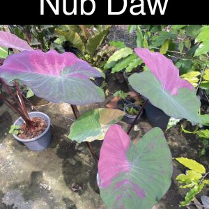 Colocasia nub dow