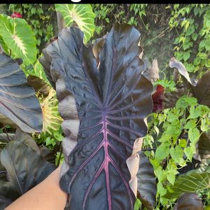 Colocasia naga bless