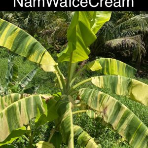 Musa nam wa icecream