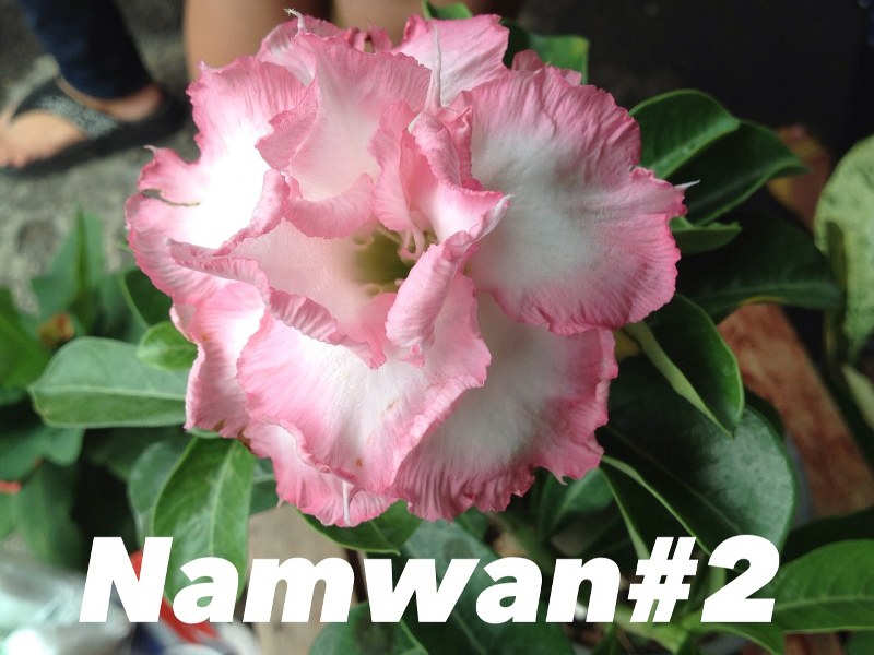 Adenium namwam