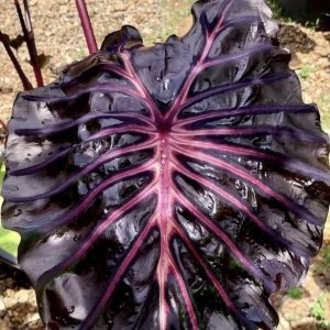 Colocasia Neon