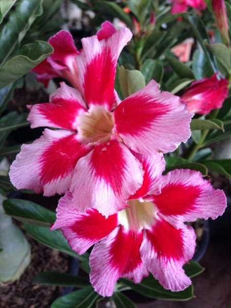 Adenium neostar
