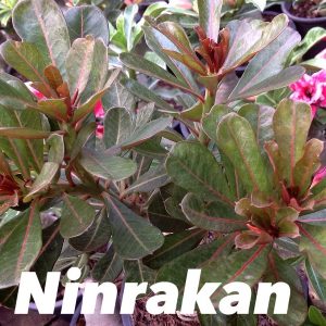 Adenium ninrakarn variegated