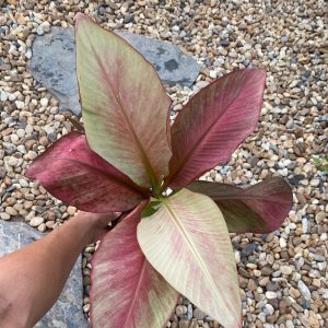 Musa nono mint