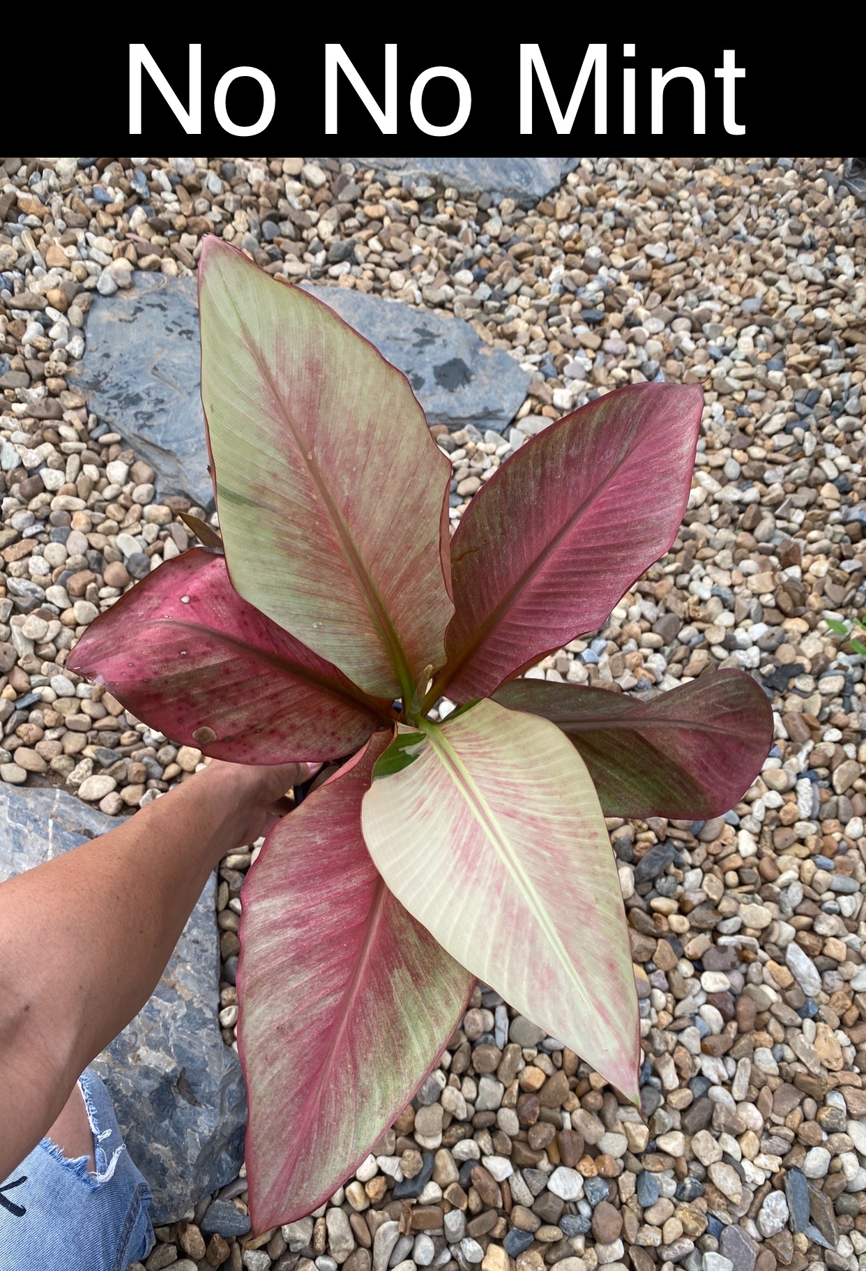 Musa nono mint