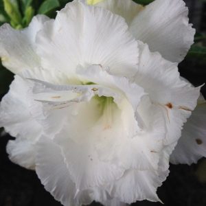 Adenium numchok