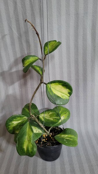 Hoya obovata variegata (large)
