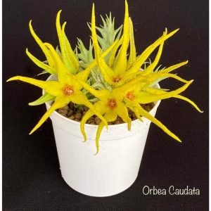 Orbea Caudata