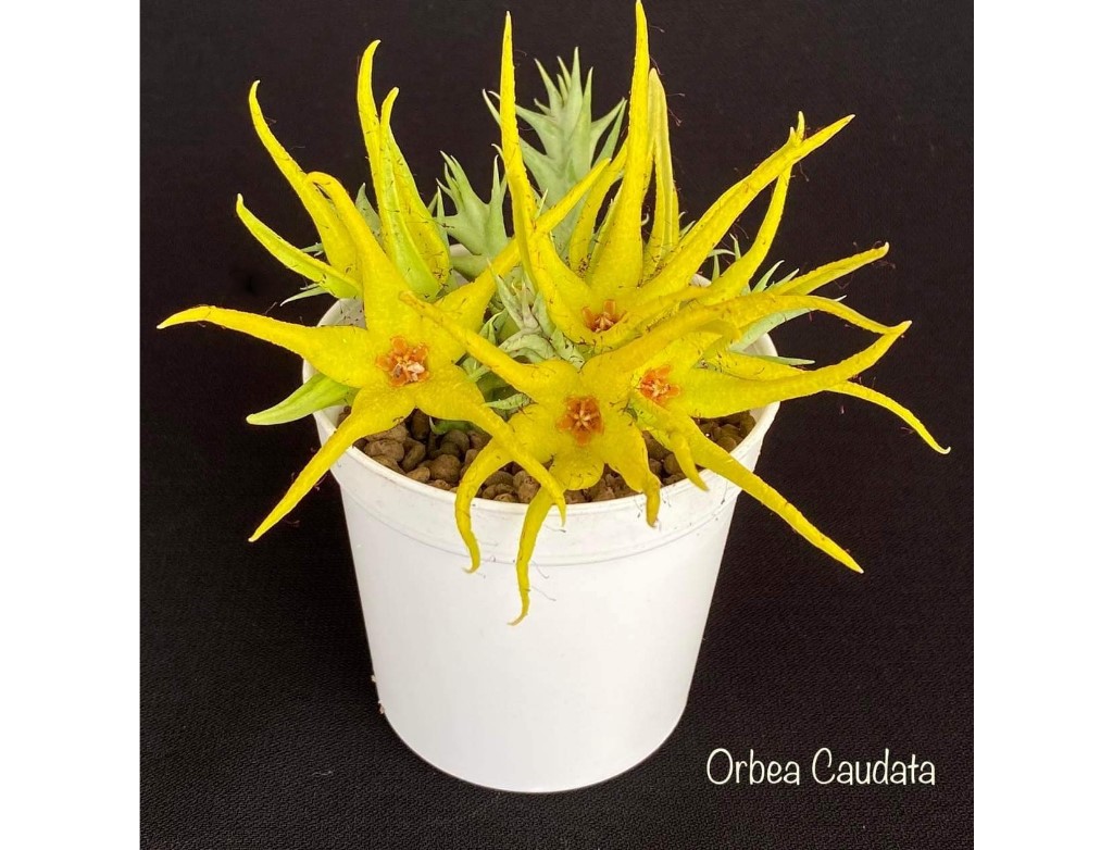 Orbea Caudata