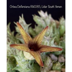 Orbea deflersiana RW285, Lidar South Yemen