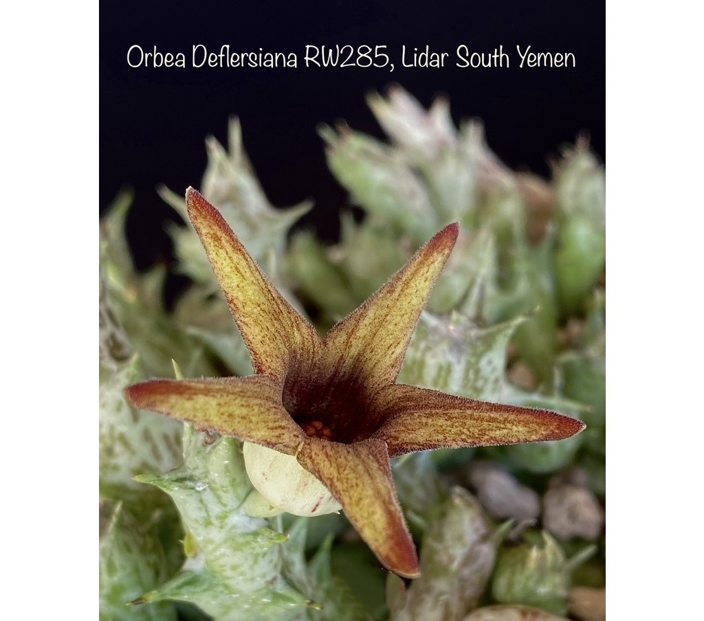 Orbea deflersiana RW285, Lidar South Yemen
