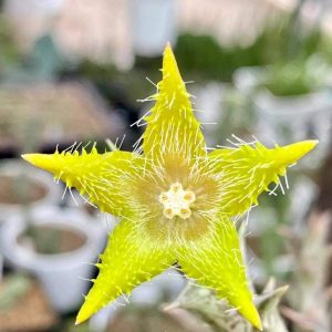 Orbea Dummeri