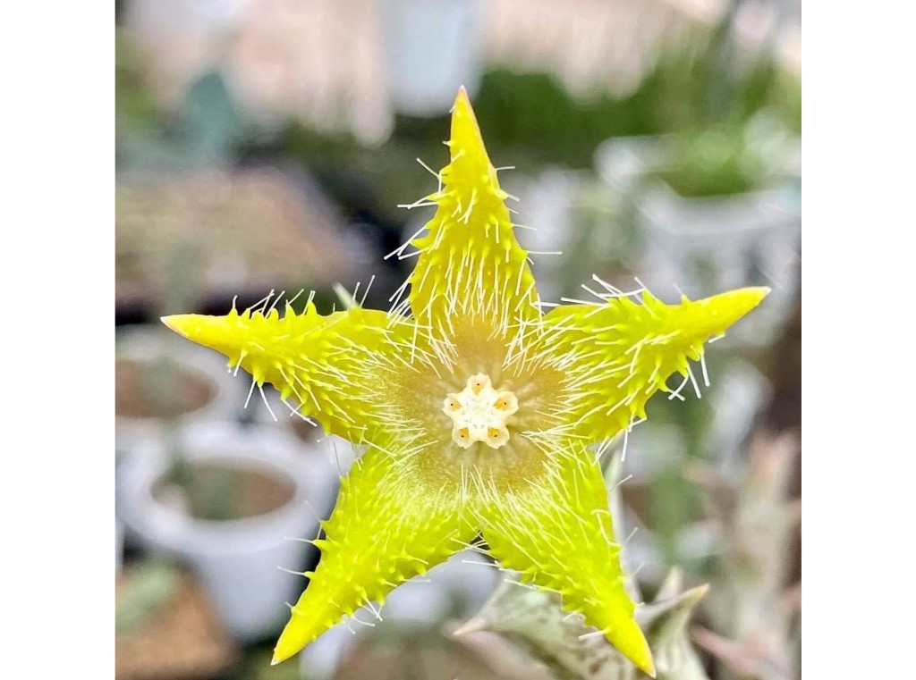 Orbea Dummeri