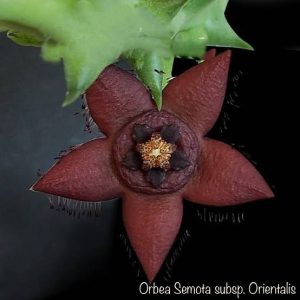 Orbea Semota subsp. Orientalis