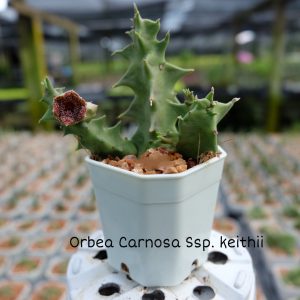 Orbea carnosa ssp. keithii