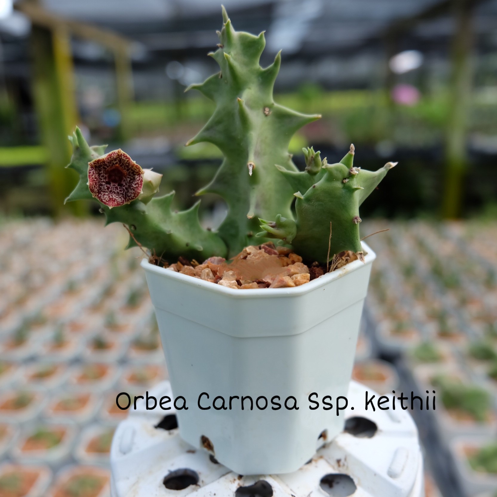 Orbea carnosa ssp. keithii