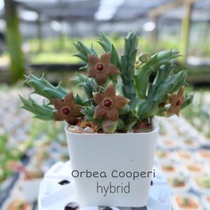 Orbea cooperi hybrid