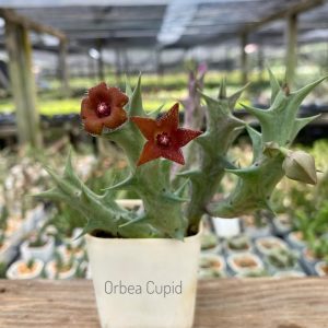 Orbea cupid