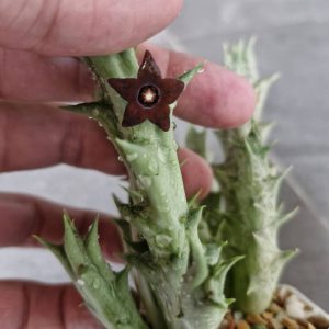 Orbea decaisneana