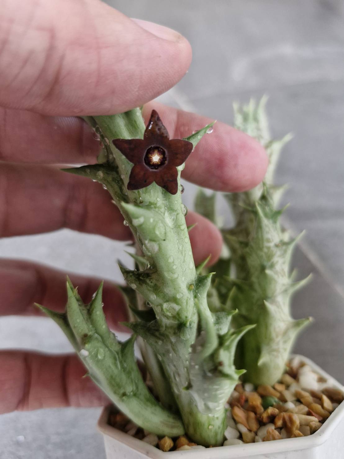 Orbea decaisneana