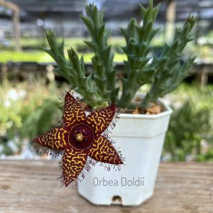 Orbea doldii