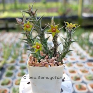 Orbea gemugofana