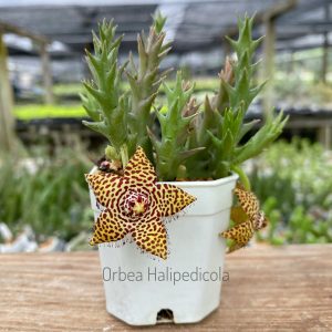 Orbea halidepicola
