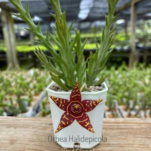 Orbea halidepicola red clone