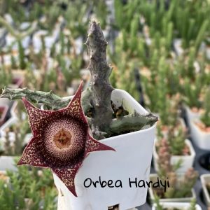 Orbea hardyi