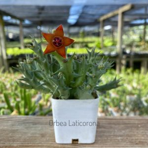 Orbea laticorona