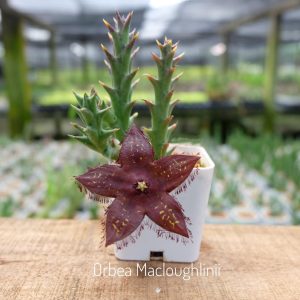 Orbea macloughlinii