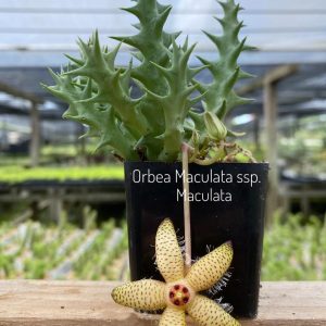 Orbea maculata ssp. maculata